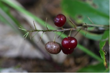 Canada Mayflower Berries in September