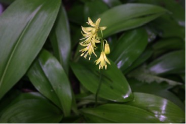 Clintonia Leaves and Flowers